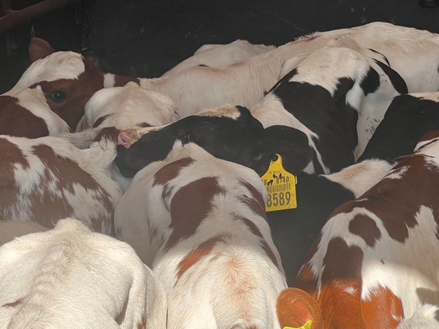 Cielaki Byczki Jałówki 50-130 kg. Co tydzień dostawa