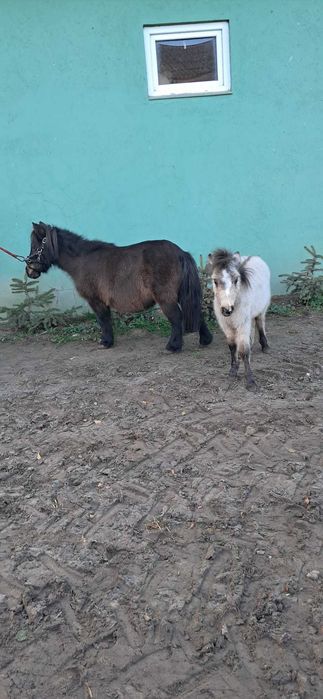 Klacz ze źrebakiem, idealna dla dzieci