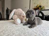 Bulldog mini bulldoguinha