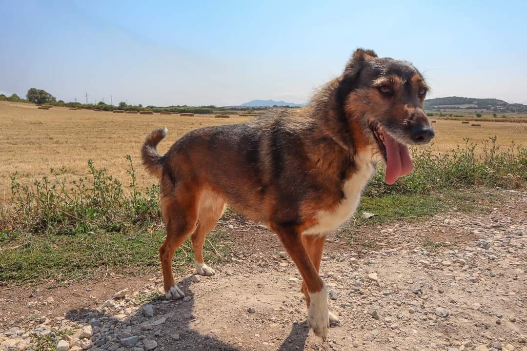 Izzy - cadela porte pequeno para adoção