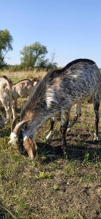 Продам цапа на плем'я англо-нубийської породи