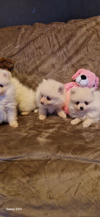 Śliczna sunia szpic