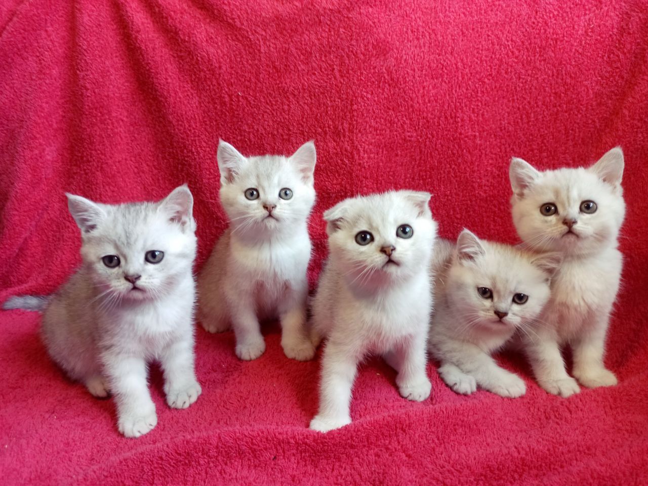 Шикарные котята шиншиллы