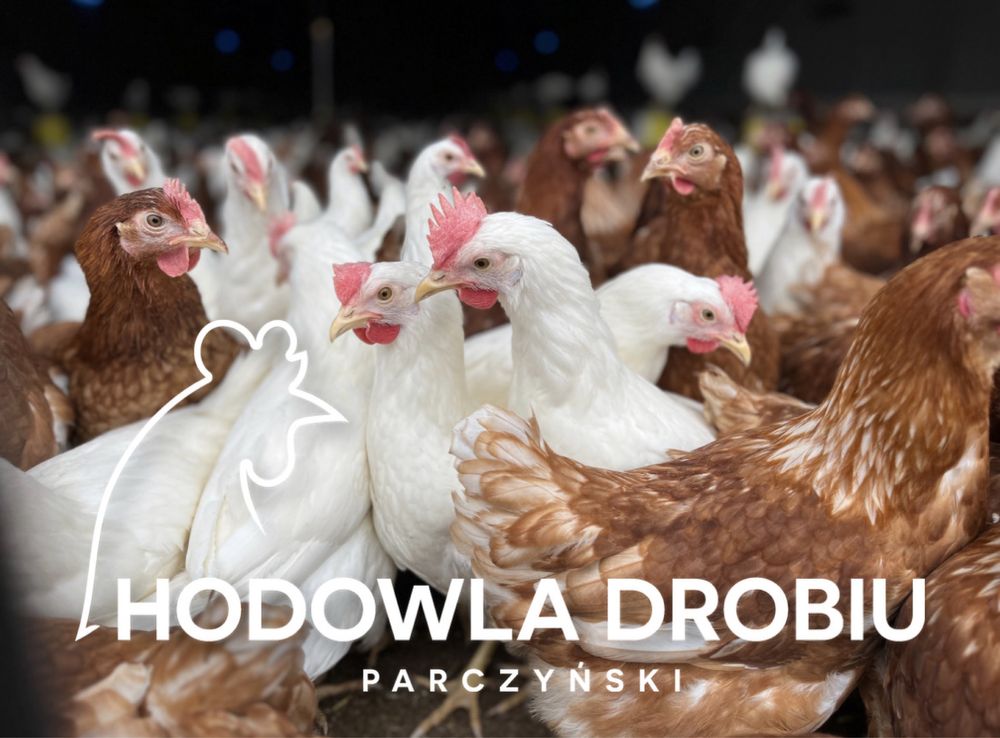 Kury Nioski Rosa, Leghorn, NovoGen Brown! MŁODE NIOSKI!