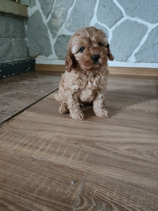 Cavapoo piesek cavalier pudel