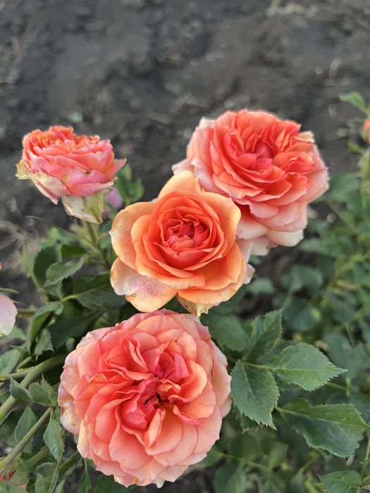 Саджанці  троянд