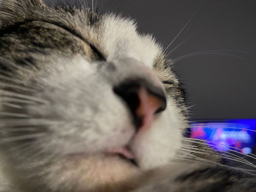 Gatinha para adoção