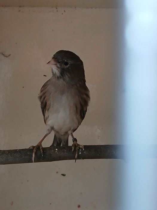 Kanarki samce bastardy