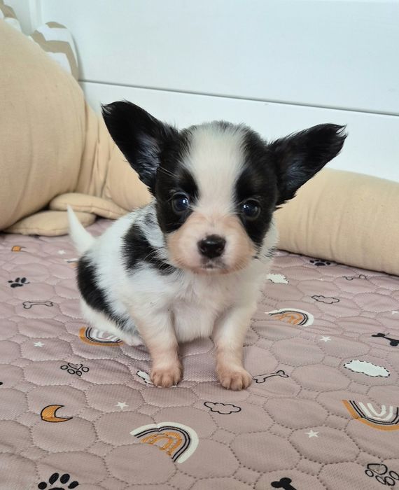PAPILLON piesek ZKwP/FCI szczeniak spaniel kontynentalny miniaturowy