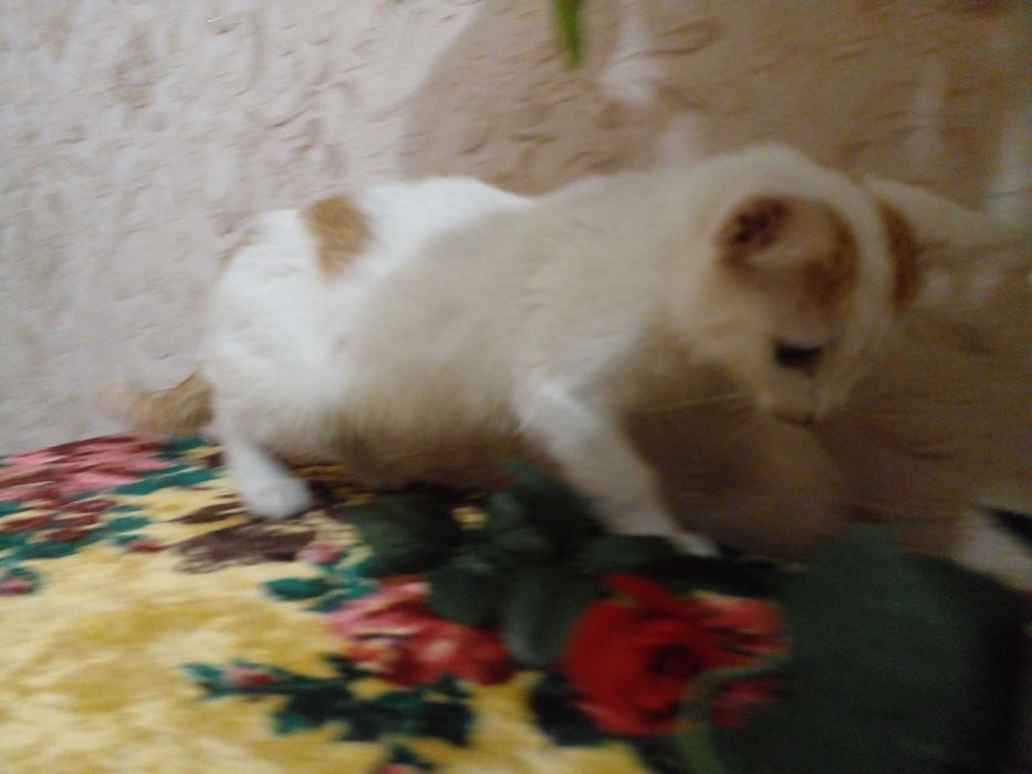 Кошенята в добрі руки