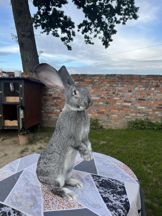 Olbrzym Belgijski Samiec