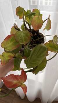 Філодендрон Philodendron camposportoanum