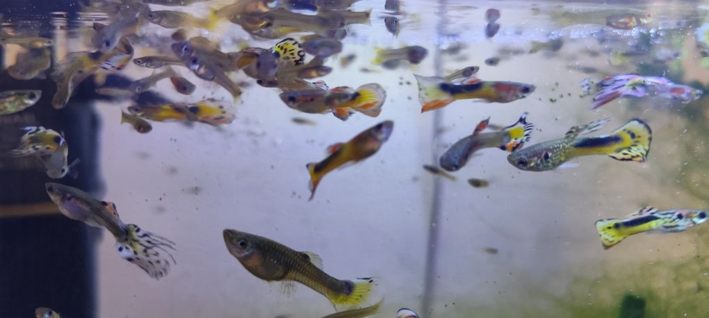 Gupiki endlera mix dorosłe i młode 10 sztuk 10 zł