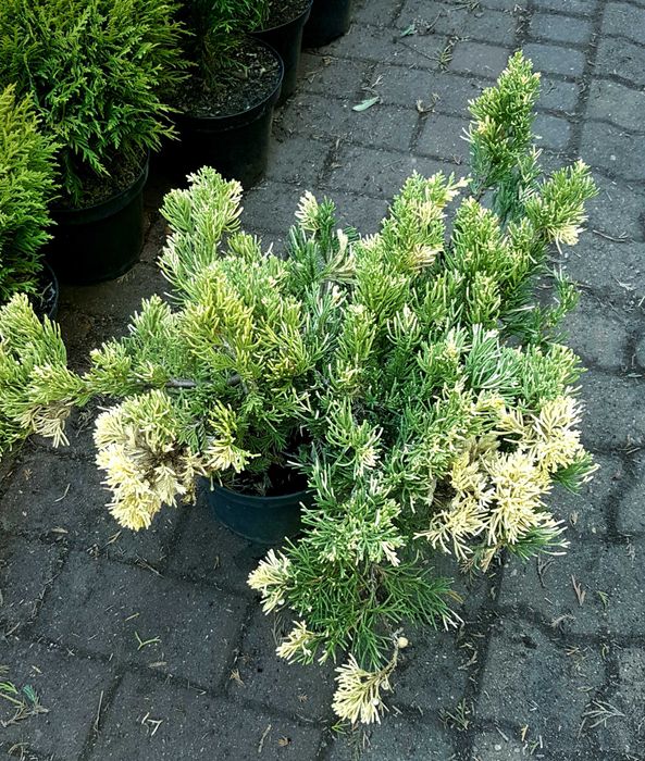 Jalowiec rozłożysty 'Expansa Variegata' szer 50-60cm wysyłka
