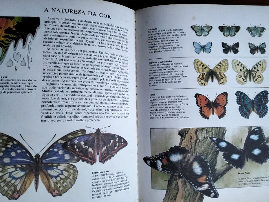 Livro As Borboletas