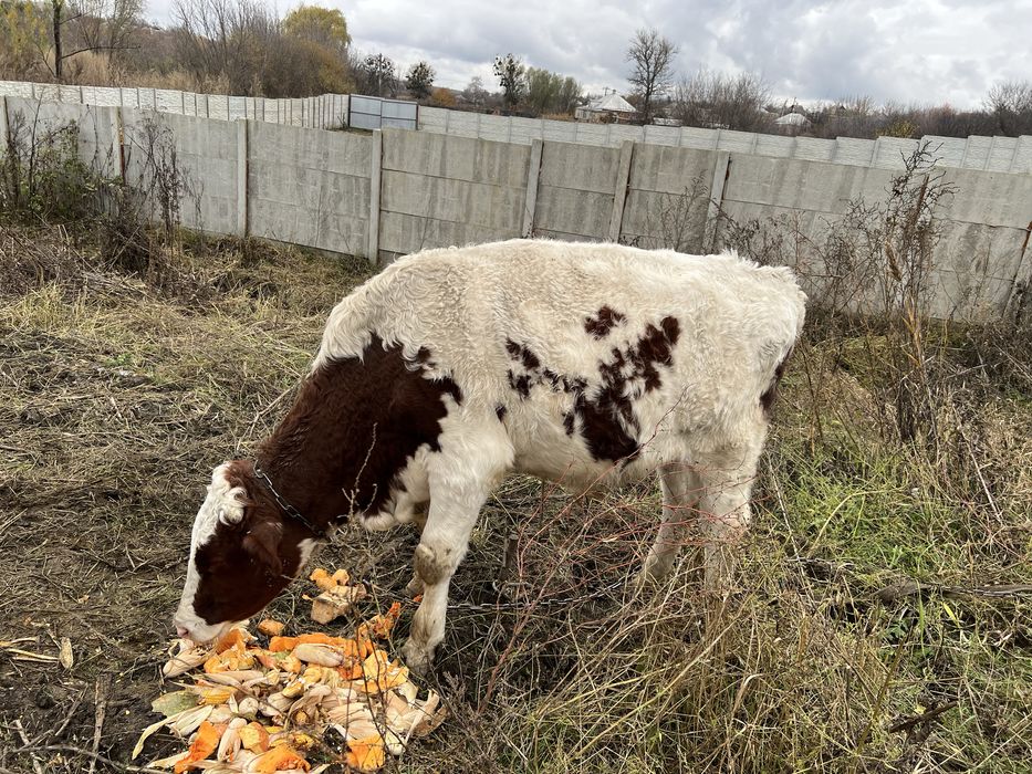 Продам быка живым весом