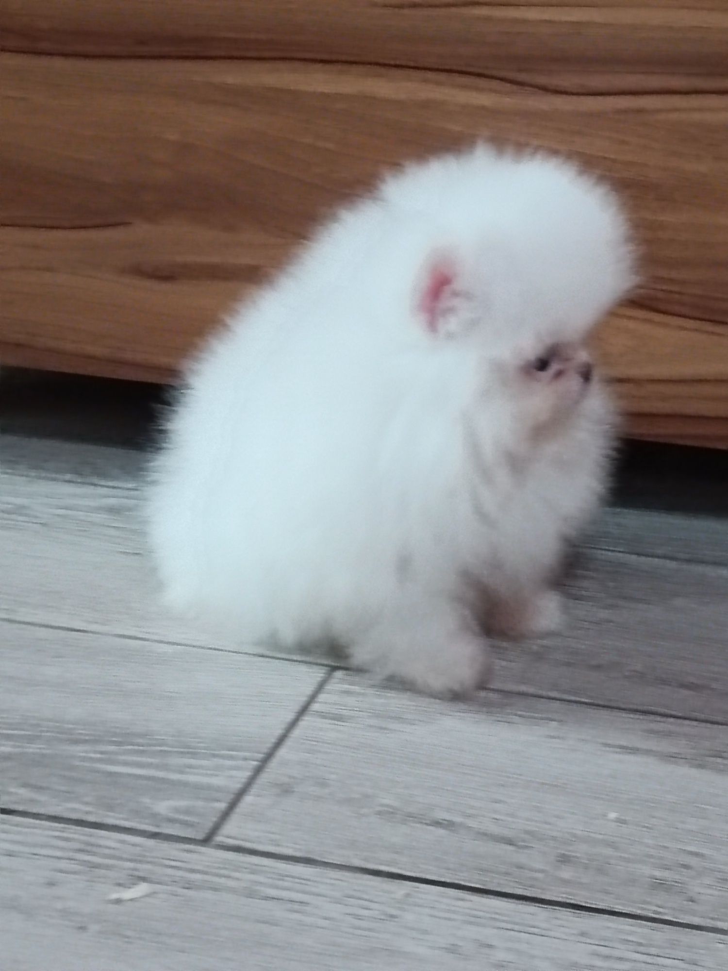 Pomeranian piesek biały,po rodzicach FCI
