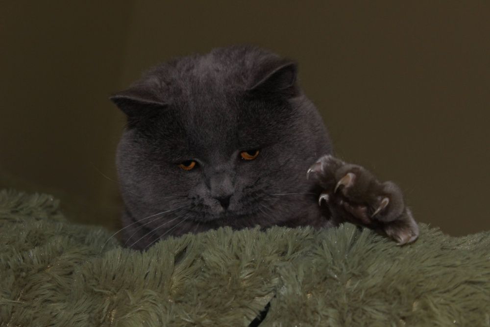 Хлопчик та дівчинка голубої крові