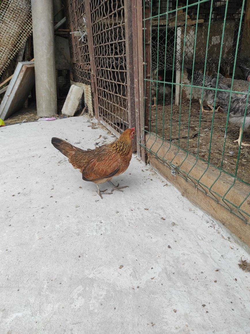 Продам курей бентамок