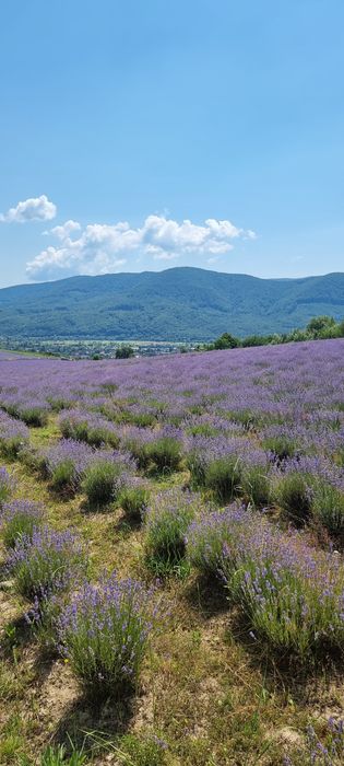 В курортному містечку Свалява смарт квартира