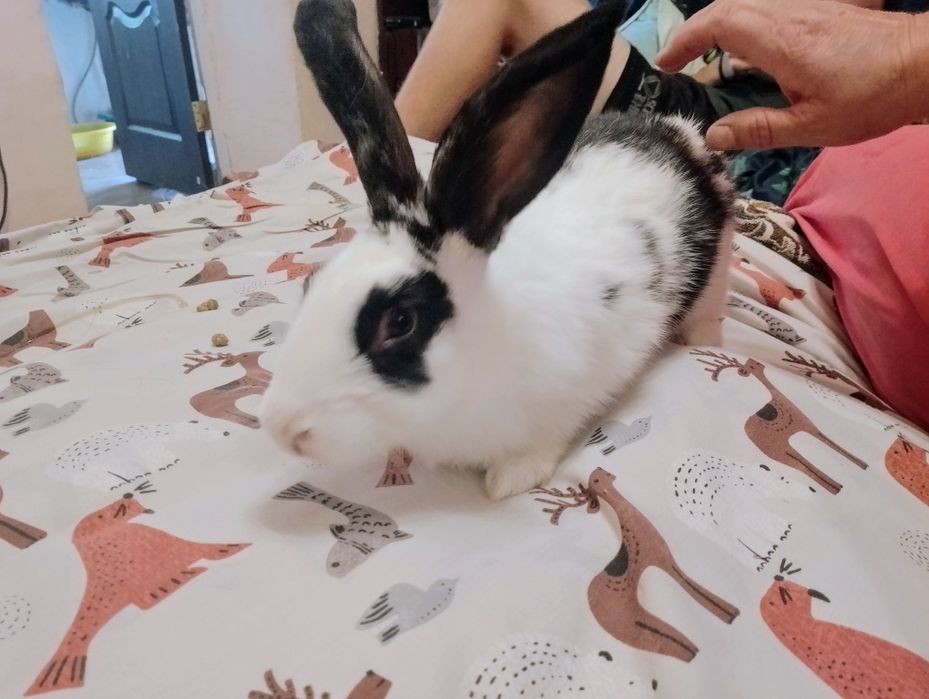 Продам м'ясних кроликів