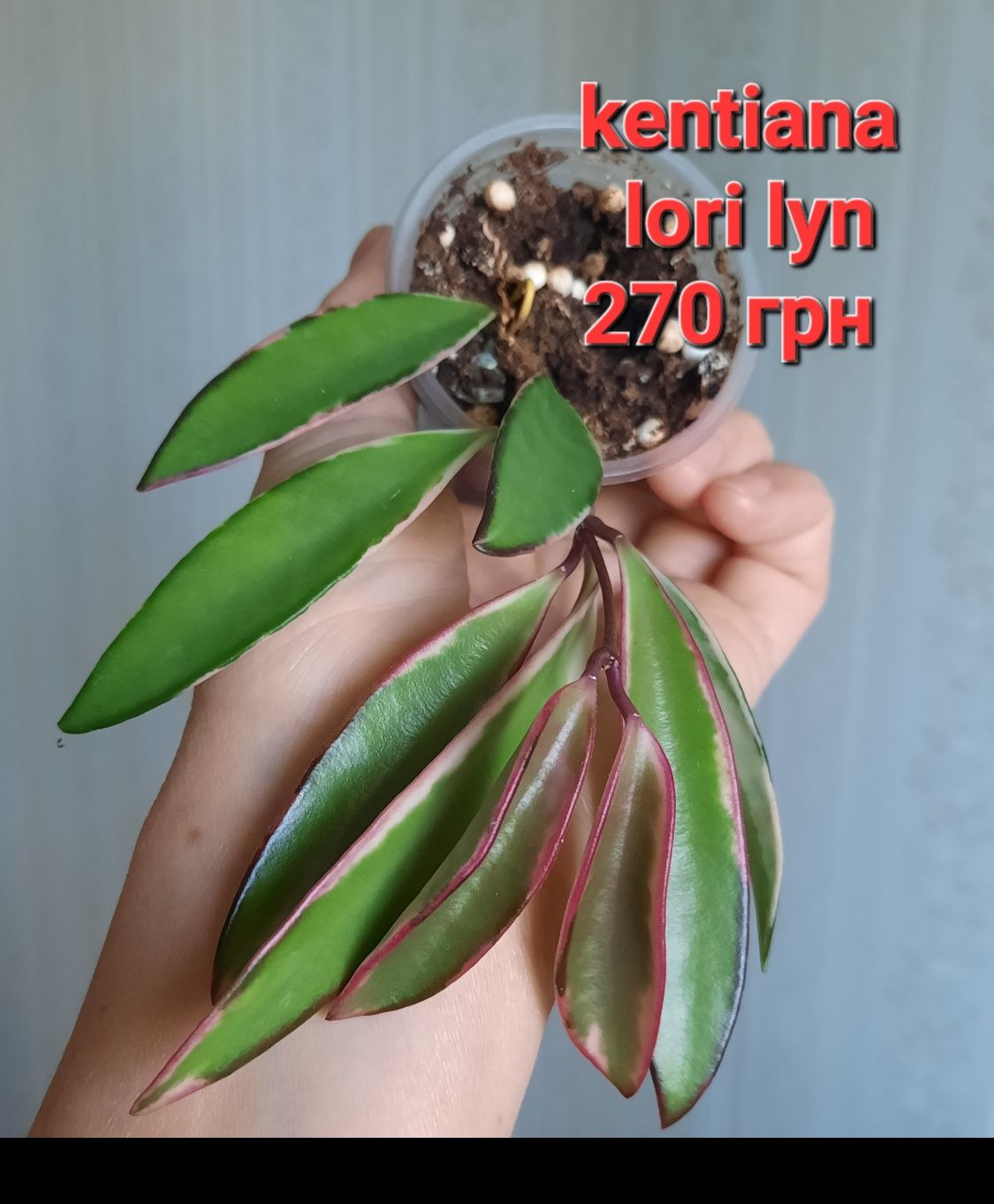 Хойя kentiana lori lyn