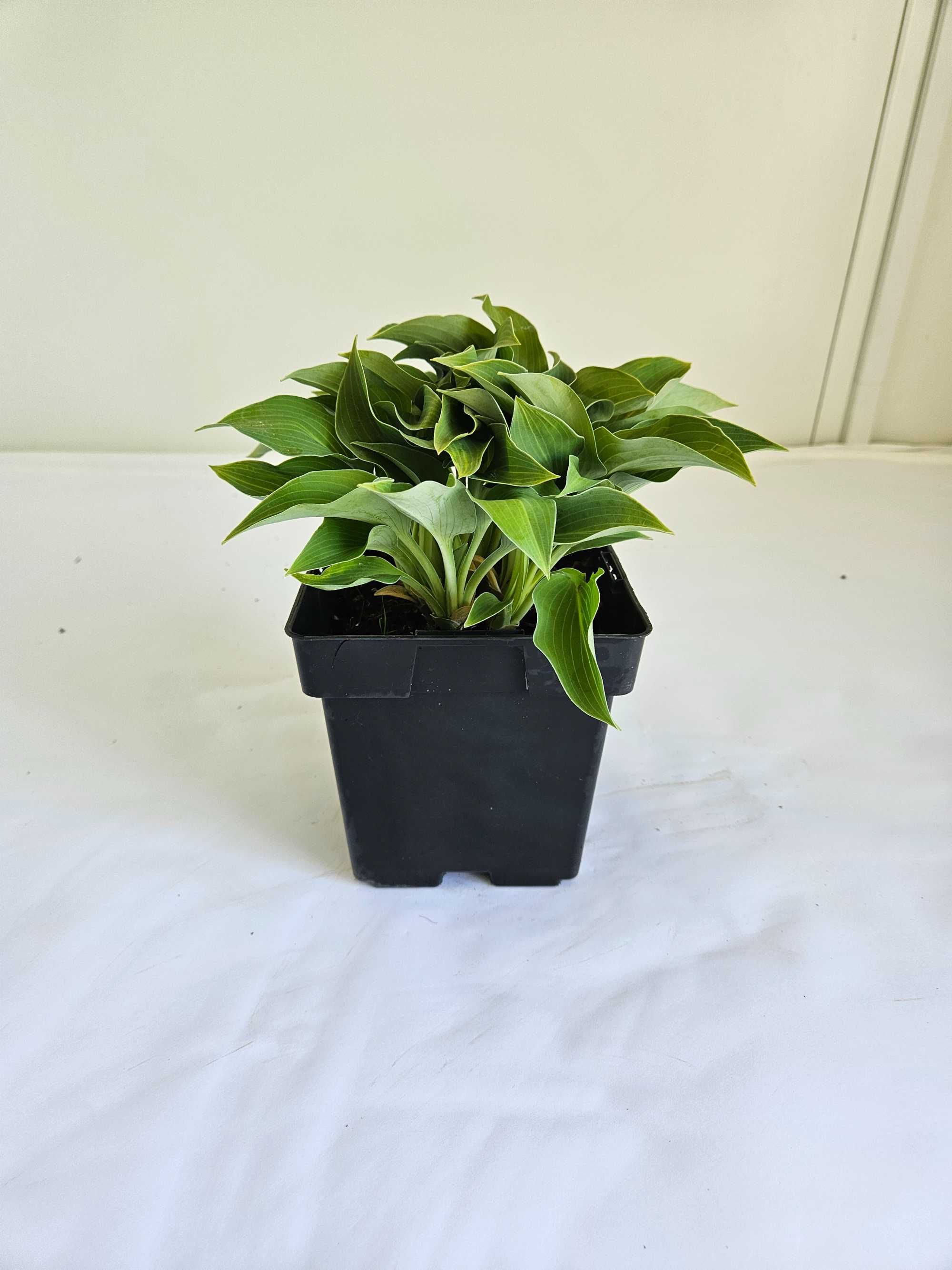 FUNKIA HOSTA  roślina do cienia  pojemnik 1L