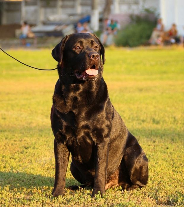 Лабрадор Ретривер Предлагается для Вязки