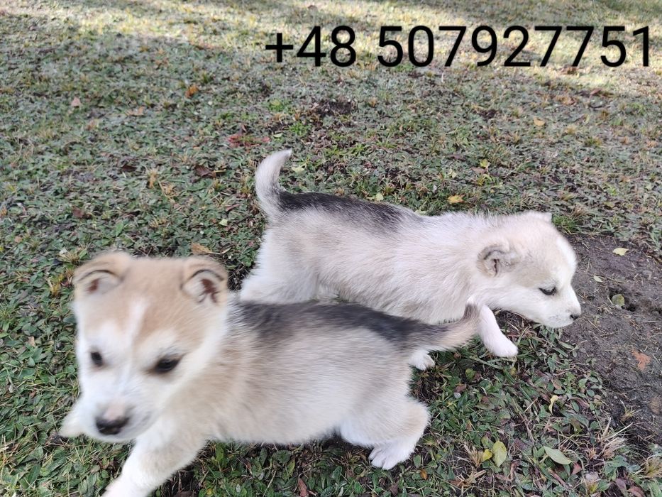 Husky syberyjski Syberian Husky