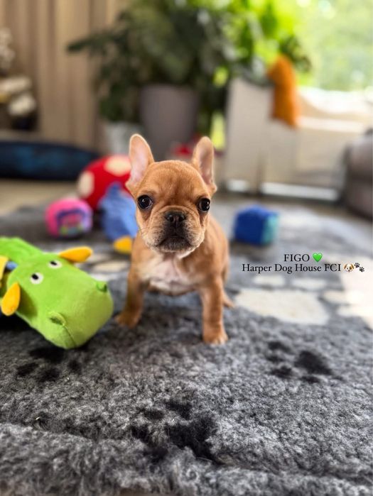 FIGO Buldog francuski ZKwP FCI, Hodowla Harper Dog House FCI
