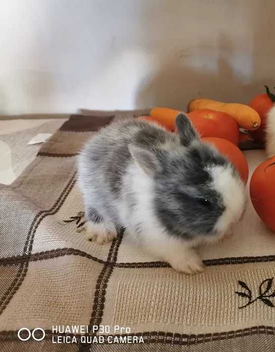 Coelhos anões mini (Bebés)+Gaiola Nova +alimentação adequada