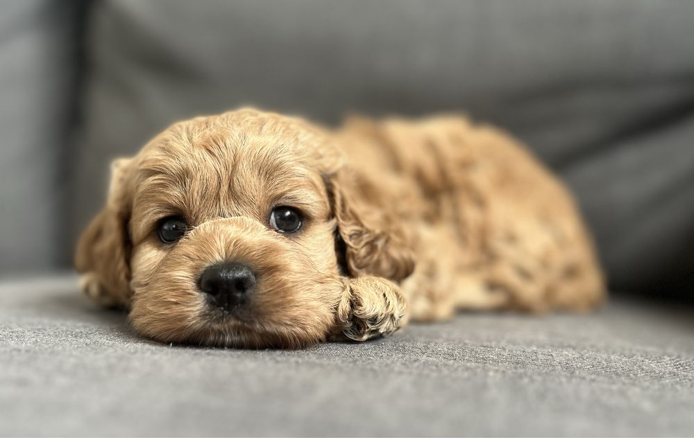 Słodka suczka American cockapoo - cocker & pudel