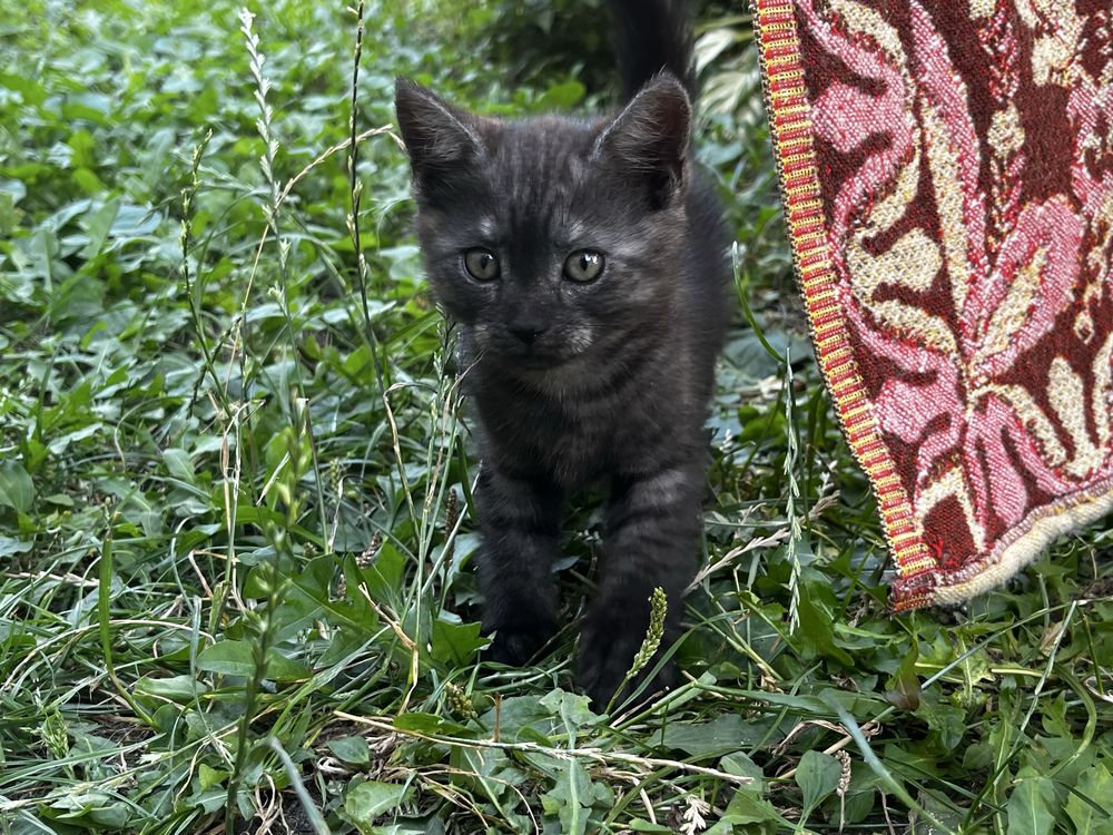 Кошенята в добрі руки
