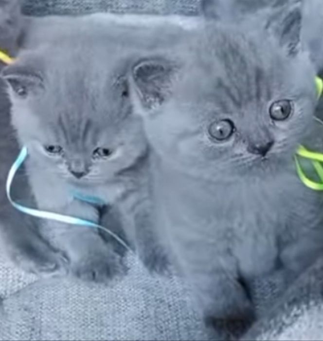 Продам шотландських кошенят
