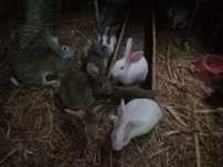 Lindos coelhos  entre 2 e 4 meses