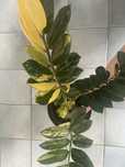 Zamiokulkas variegata