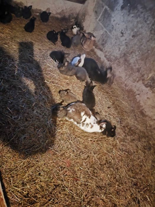 Króliki w różnym wieku