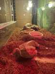 Agama brodata  +terarium