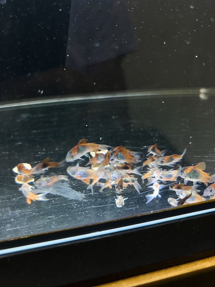 Corydora Orange Venezuela - criação nacional