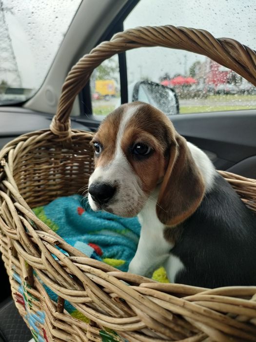Beagle piesek trikolor