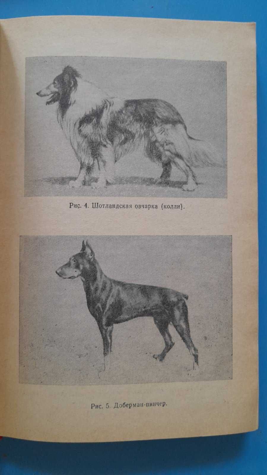 Книга "Болезни собак и кошек" Братюха, Нагорный, Ревенко