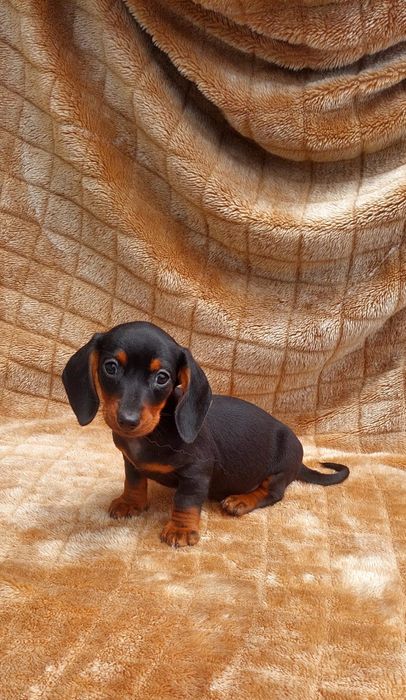 Teckel Miniatura de qualidade