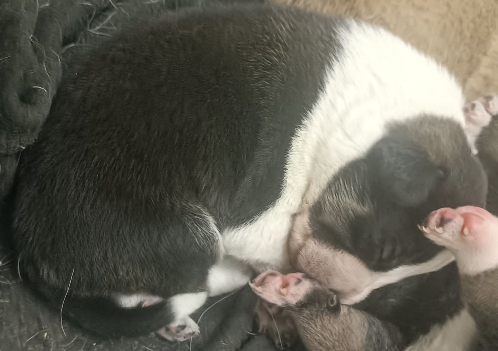 Szczeniak duża rasa chłopiec