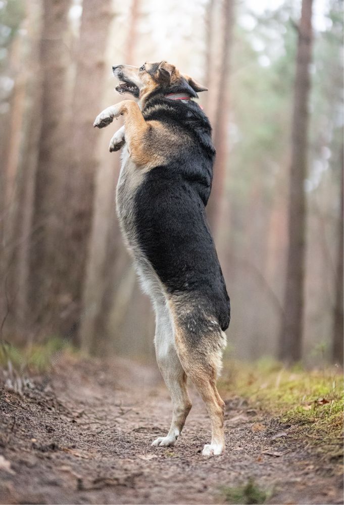 Niesamowita Osika do adopcji, za darmo.
