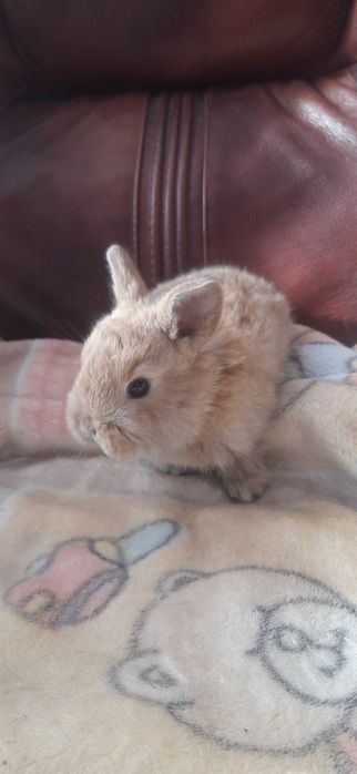 Krolik miniaturka teddy