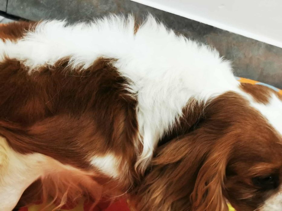Cavalier king Charles spaniel  samiec bad genetyczne