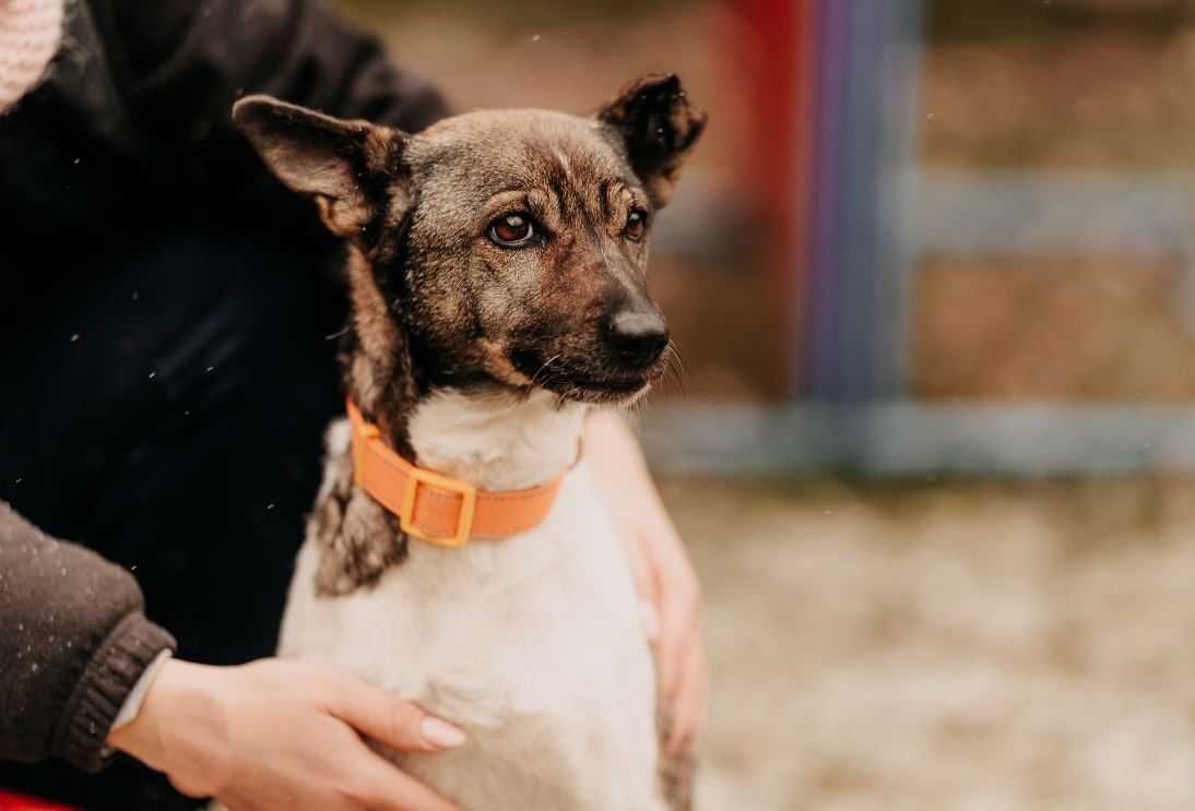 Malutka, spokojna, grzeczna Nutka poleca się do adopcji!!!