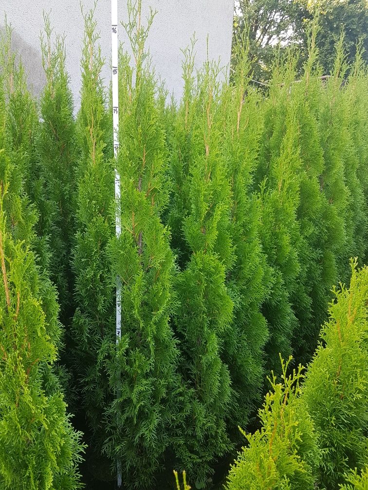 Promocja !!! Tuja szmaragd 140cm - 180cm, thuja smaragd, 160cm,