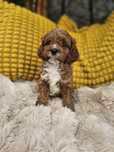 Piesek cavapoo f1 badania genetyczne pudel cavalier king