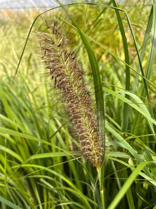 Rozplenica japońska 'Moudry' (Pennisetum alopecuroides) Doniczka 2.0L